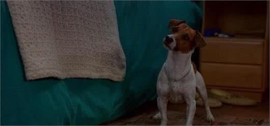 杰克罗素犬起源于英格兰