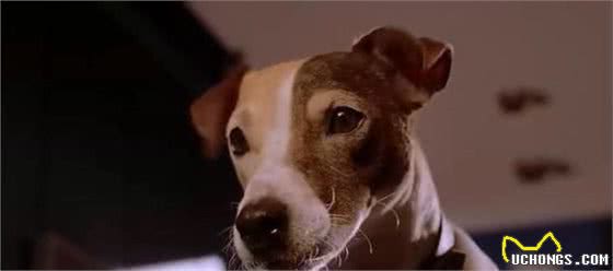 杰克罗素犬起源于英格兰