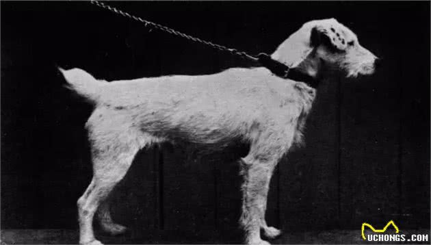杰克罗素犬起源于英格兰