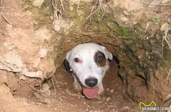 杰克罗素犬起源于英格兰