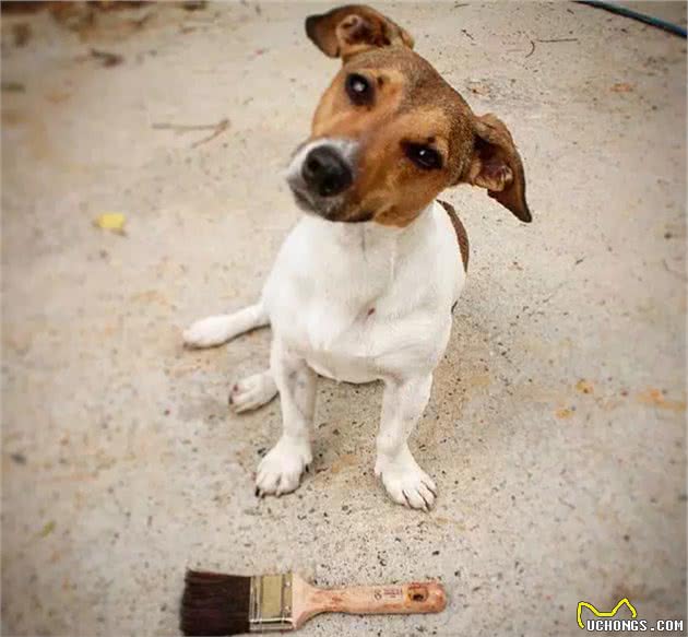 杰克罗素犬起源于英格兰