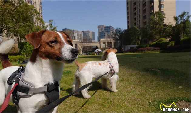 杰克罗素犬起源于英格兰