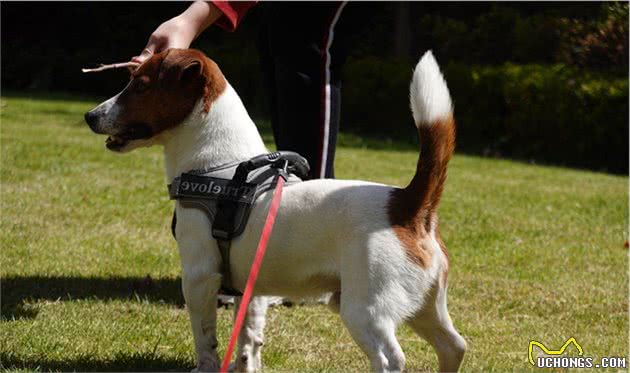 杰克罗素犬起源于英格兰