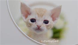 猫咪最常见的肝脏疾病是什么？