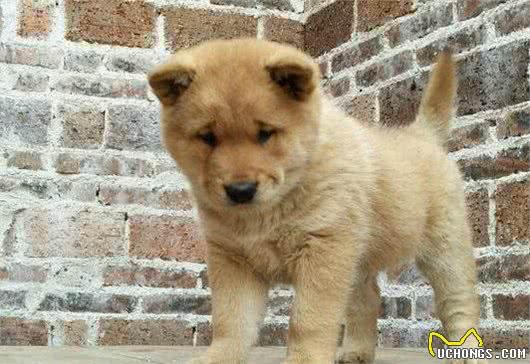 中华田园犬很丑？那是你没遇到过，这六大神犬