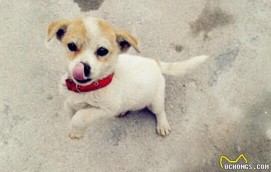 中华田园犬很丑？那是你没遇到过，这六大神犬