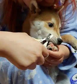 给狗剪指甲就跟要它命一样！柴犬疯狂飙演技惹网友笑：真是个戏精
