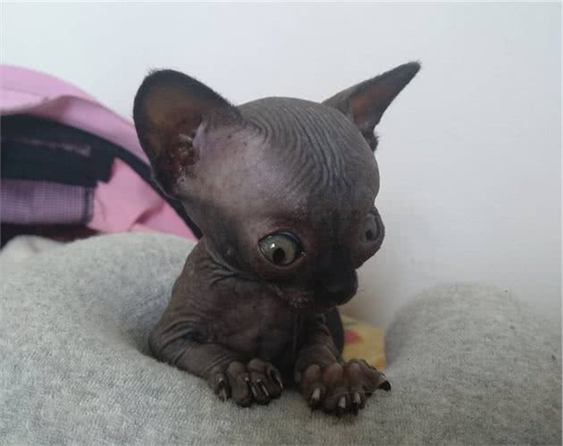 女子收养一只黑色无毛猫，朋友无法理解，听了身世后却改观了