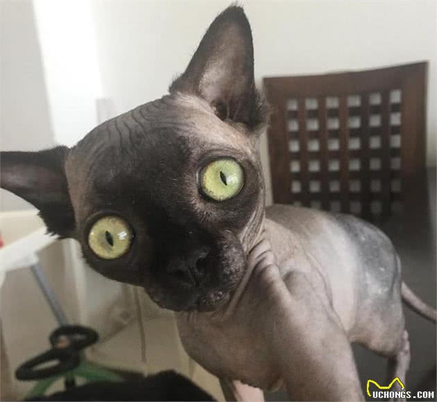 女子收养一只黑色无毛猫，朋友无法理解，听了身世后却改观了