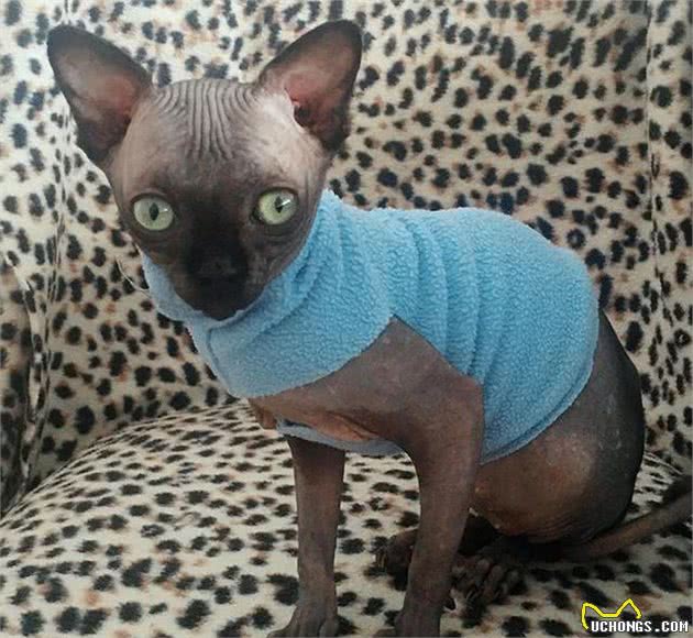 女子收养一只黑色无毛猫，朋友无法理解，听了身世后却改观了