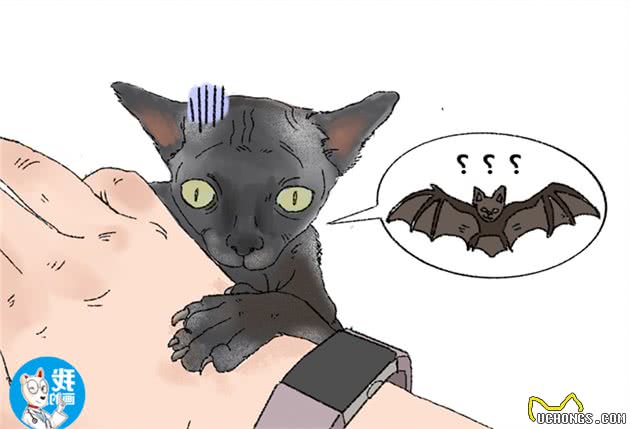 女子收养一只黑色无毛猫，朋友无法理解，听了身世后却改观了