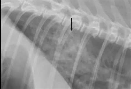 犬猫X光片下常见的四种肺型