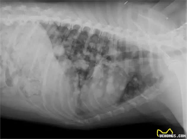 犬猫X光片下常见的四种肺型