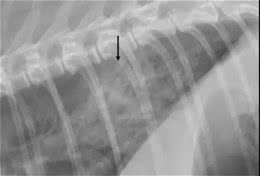 犬猫X光片下常见的四种肺型