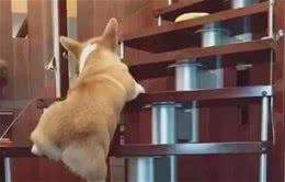 让柯基犬“爬楼梯”，会有这几个严重危害，你记住了吗？
