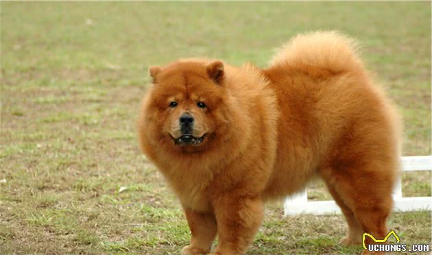 “松狮犬”的挑选和驯养