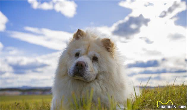 “松狮犬”的挑选和驯养