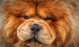 “松狮犬”的挑选和驯养