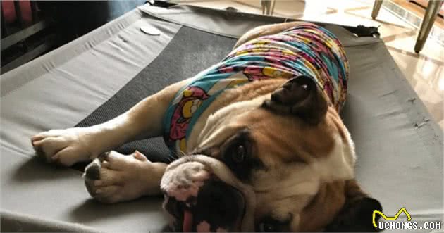 狗狗夏季应预防中暑情况，学会从根本上杜绝爱犬出现中暑症状