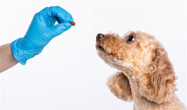 如何给宠物犬喂药，有哪些喂药的基本方法