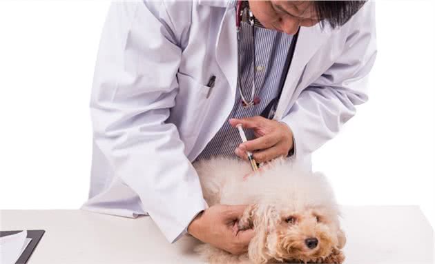 如何给宠物犬喂药，有哪些喂药的基本方法