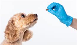 如何给宠物犬喂药，有哪些喂药的基本方法