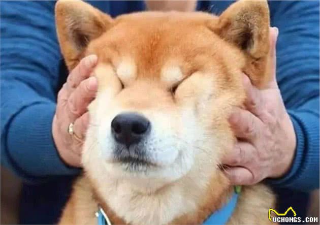 狗狗出门时爱“到处尿”，身后的缘故知道几个？