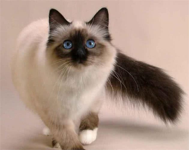 巴厘猫生病了吃什么药？猫咪吃药以后如何判断恢复健康？