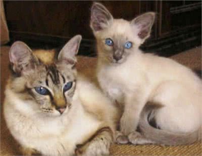 巴厘猫生病了吃什么药？猫咪吃药以后如何判断恢复健康？