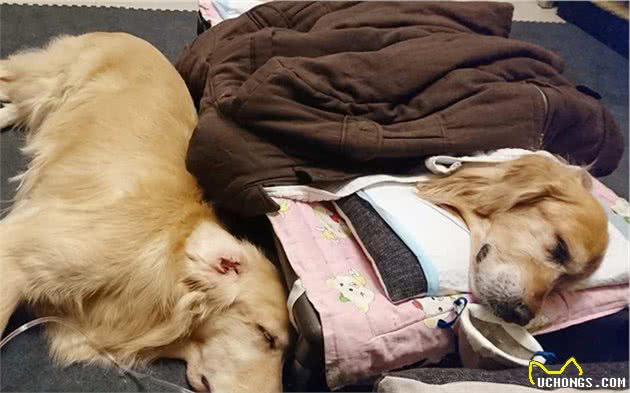 辟谣，大型犬比小型犬更强壮？并非如此，很多时候大狗更加脆弱