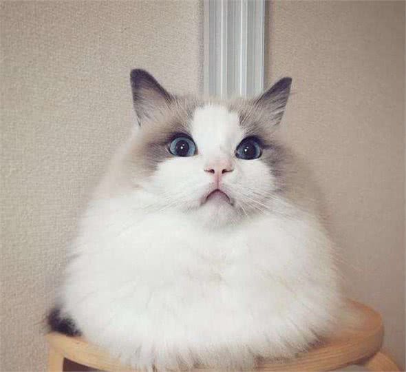很适合家养的八种宠物猫，第一种性格特别好