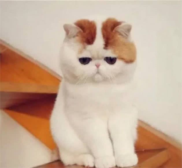 很适合家养的八种宠物猫，第一种性格特别好