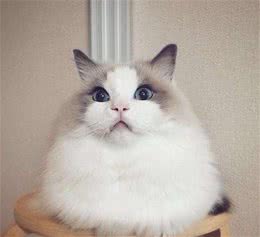 很适合家养的八种宠物猫，第一种性格特别好