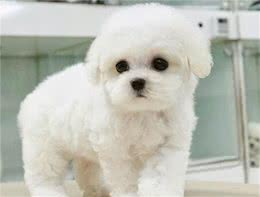 比熊犬的缺点有哪些？
