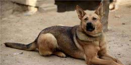 辟谣：狗狗绝对不能吃盐，吃了就一定会掉毛和有泪痕？别逗了