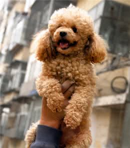 有这8个“特征”的泰迪犬，恭喜你，它真的很爱你