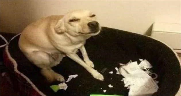 狗狗犯错要教训，教你6个方法，乖乖让狗狗听话