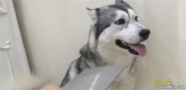 狗狗犯错要教训，教你6个方法，乖乖让狗狗听话