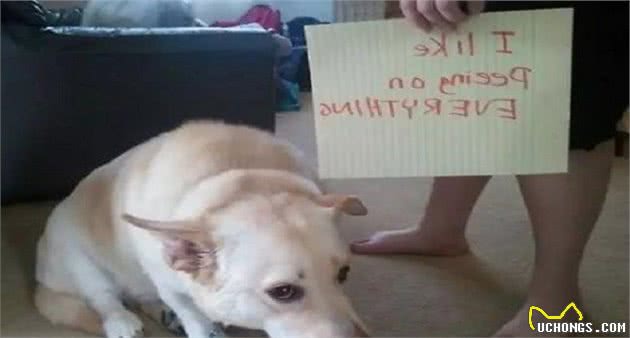 狗狗犯错要教训，教你6个方法，乖乖让狗狗听话