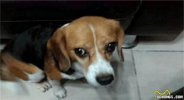 狗狗犯错要教训，教你6个方法，乖乖让狗狗听话