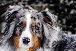 7种内心敏感的狗—比特犬：别看我高大威猛，其实有个公主心