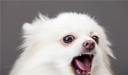 狗狗这几个“没教养”的行为，一旦看到，要马上纠正