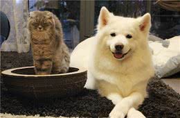 从狗狗呕吐的颜色，判断它不舒服的原因