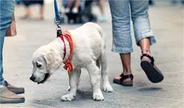 遛狗并不只是解决它的“大小便”，其实意义很多，你知道吗？