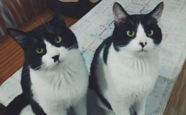 奶牛猫是什么品种？「科瑞卡科普」