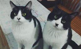 奶牛猫是什么品种？「科瑞卡科普」