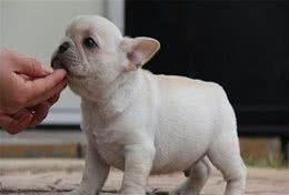 7个饲养法国斗牛犬的“小心机”，难怪别人家的狗能活这么久
