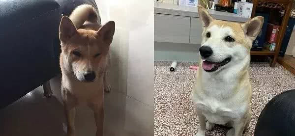 柴犬竟然变成了秋田，这是咋回事？