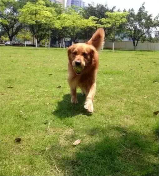 主人每天给狗子梳毛带他晒太阳，最后竟然把狗子梳秃了？