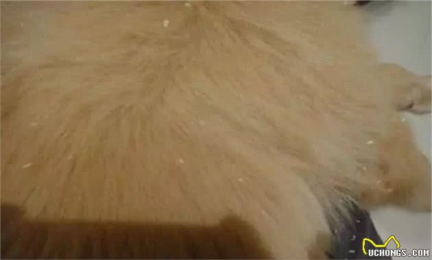 主人每天给狗子梳毛带他晒太阳，最后竟然把狗子梳秃了？